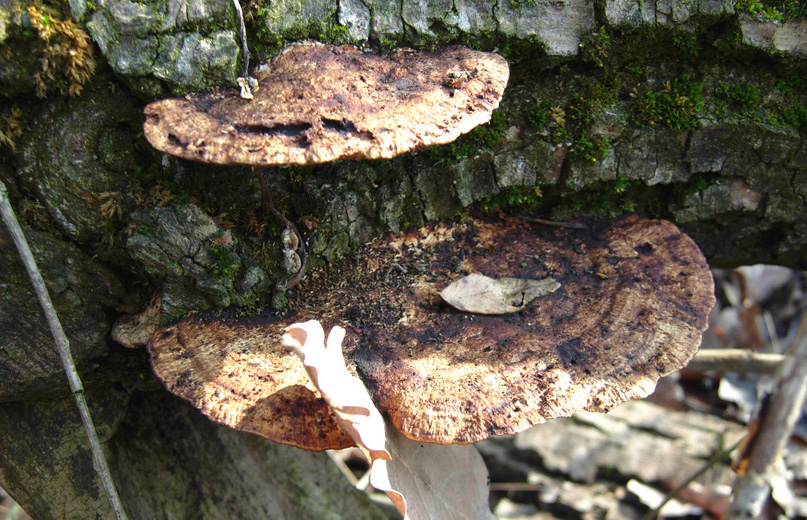 tanti funghi